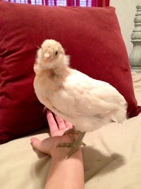 Ameraucana 3 wks old