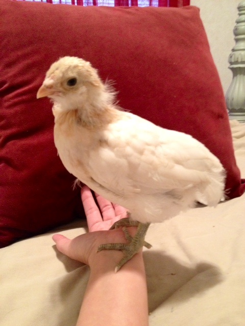 Ameraucana 3 wks old