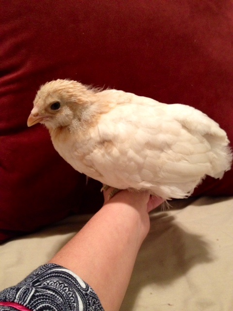 Ameraucana 3 wks old