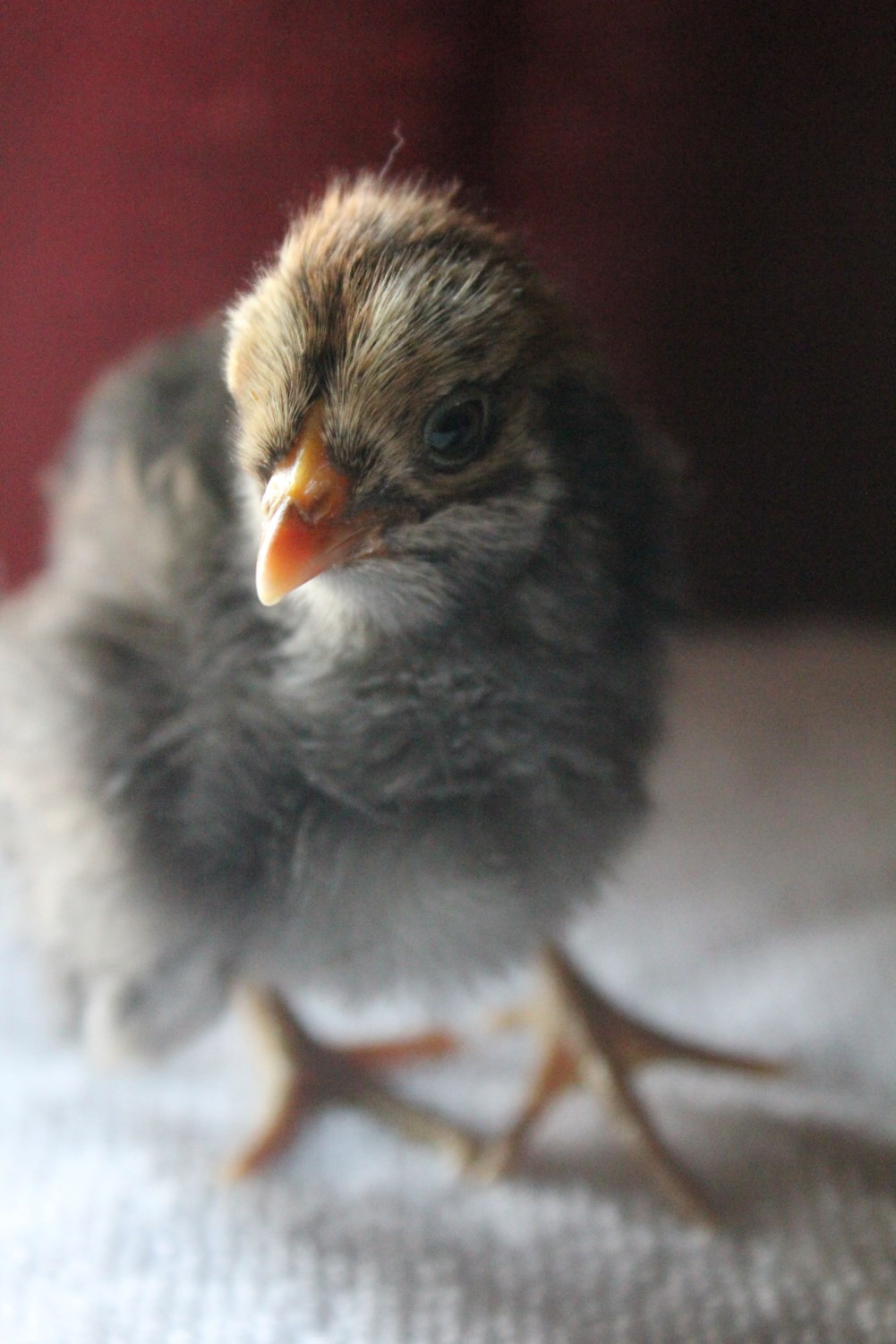 Ameraucana, 4-days old