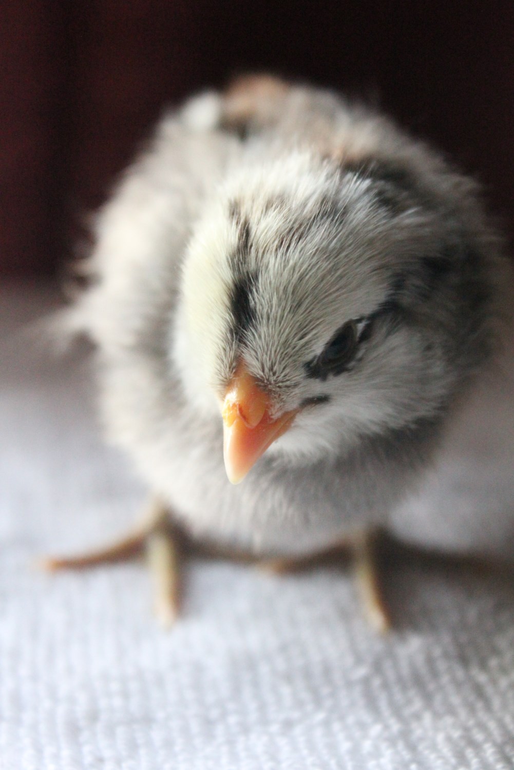 Ameraucana, 4-days old