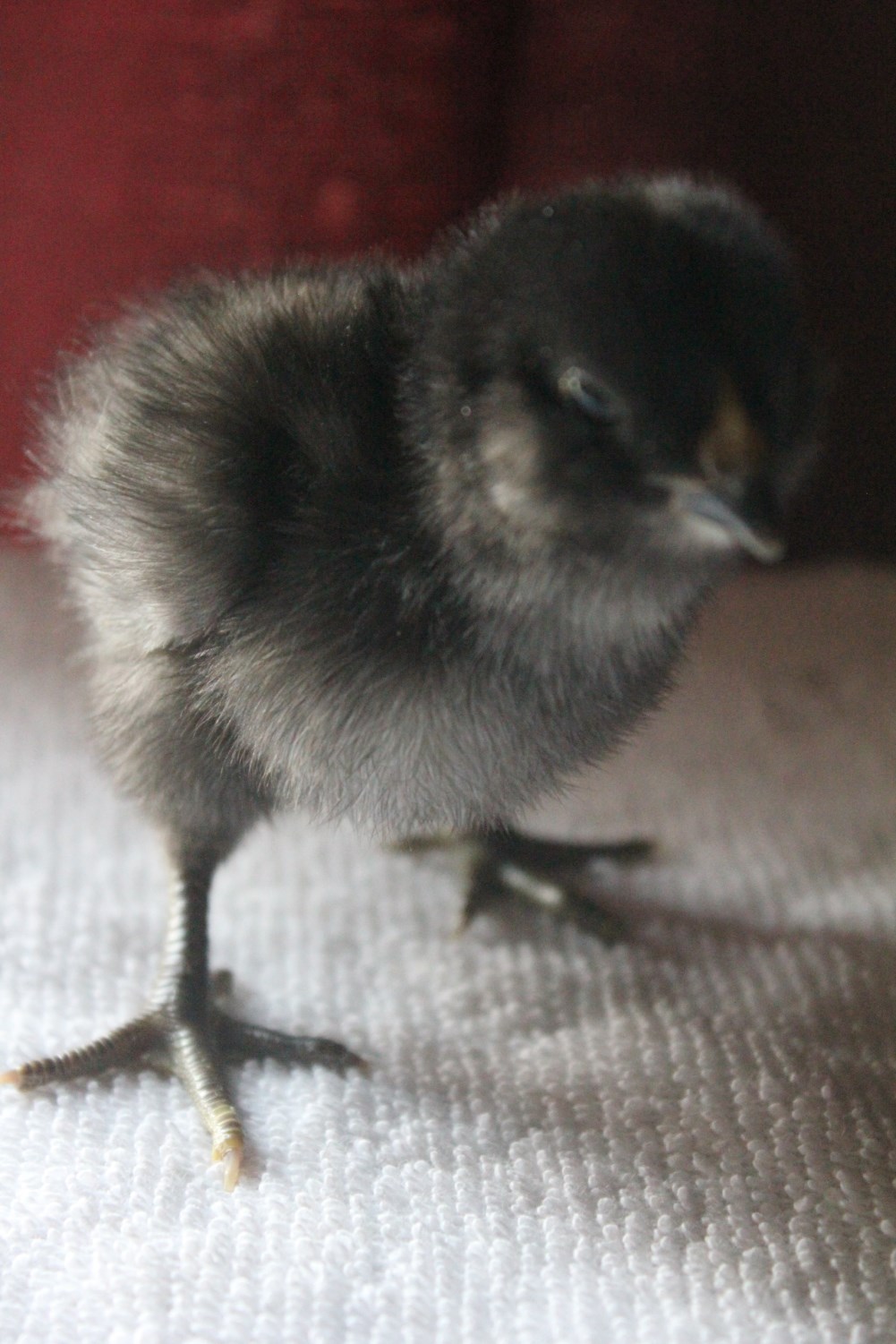 Ameraucana, 4-days old