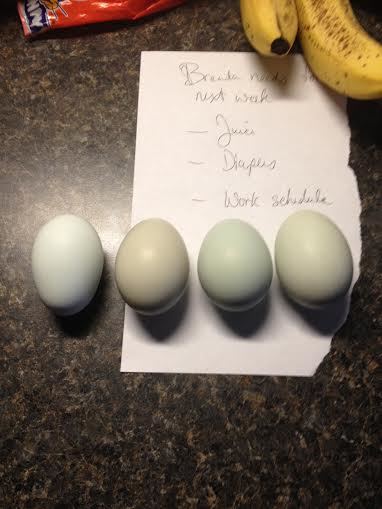 Ameraucana and EE eggs