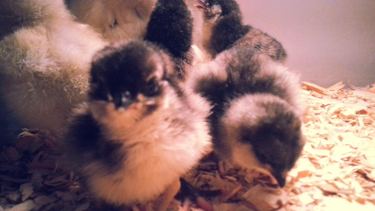 ameraucana bantams