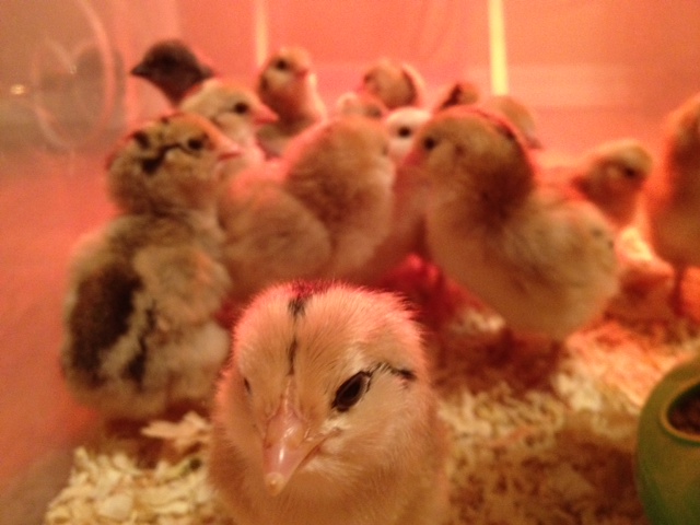 Ameraucana/Barred Rock chicks