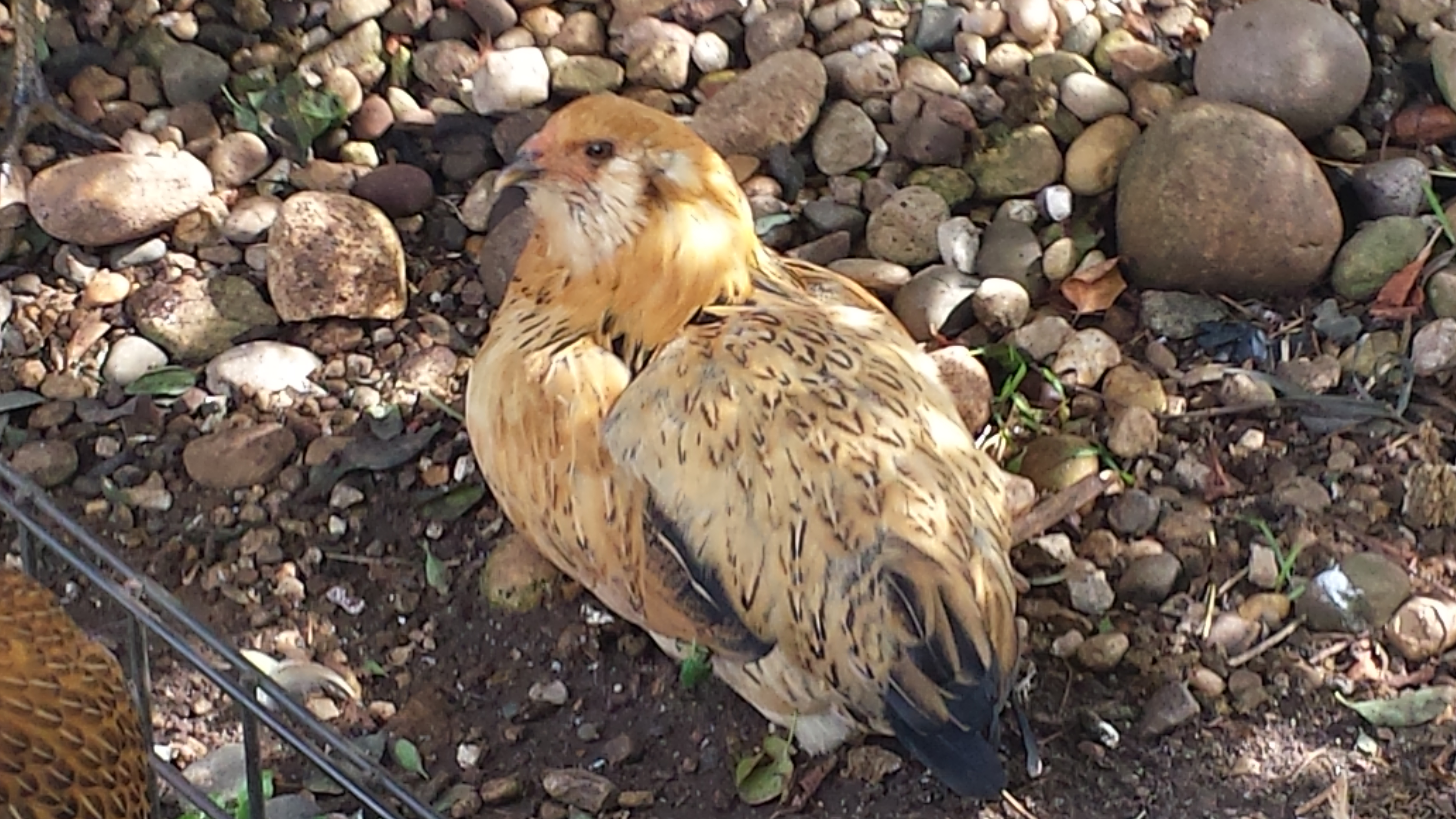 Ameraucana- Called Hawkie