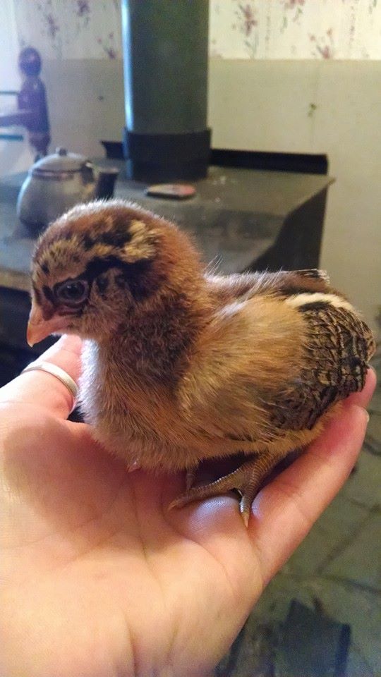 *
Ameraucana chick, named bandit