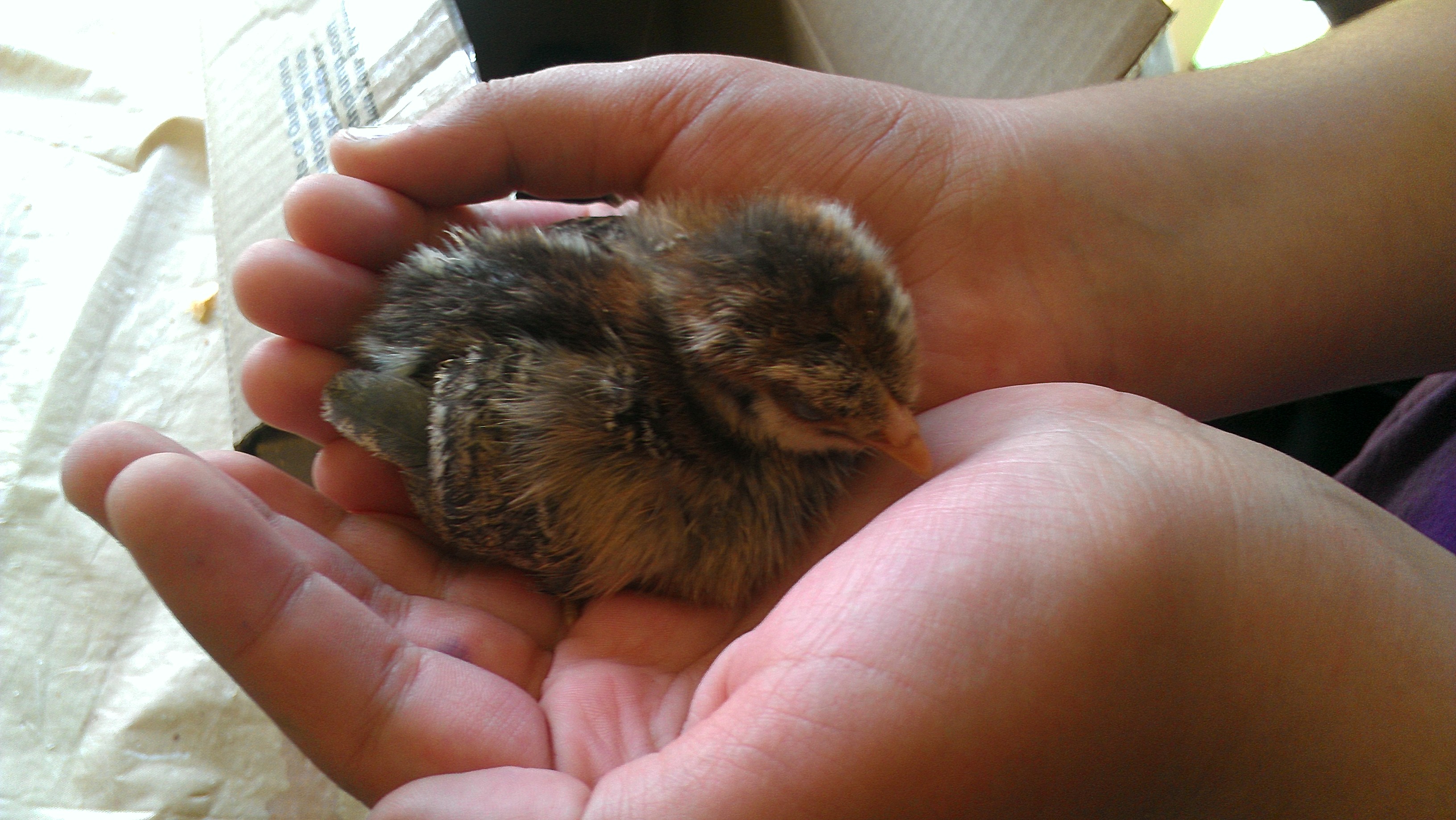 Ameraucana Chick
