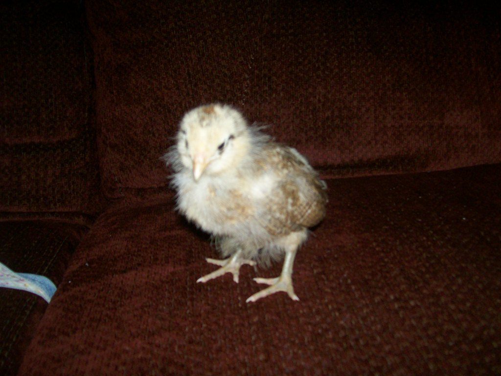 Ameraucana chick