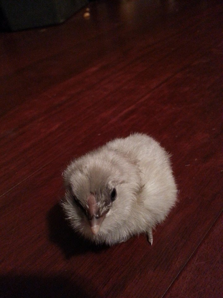 *
Ameraucana chick