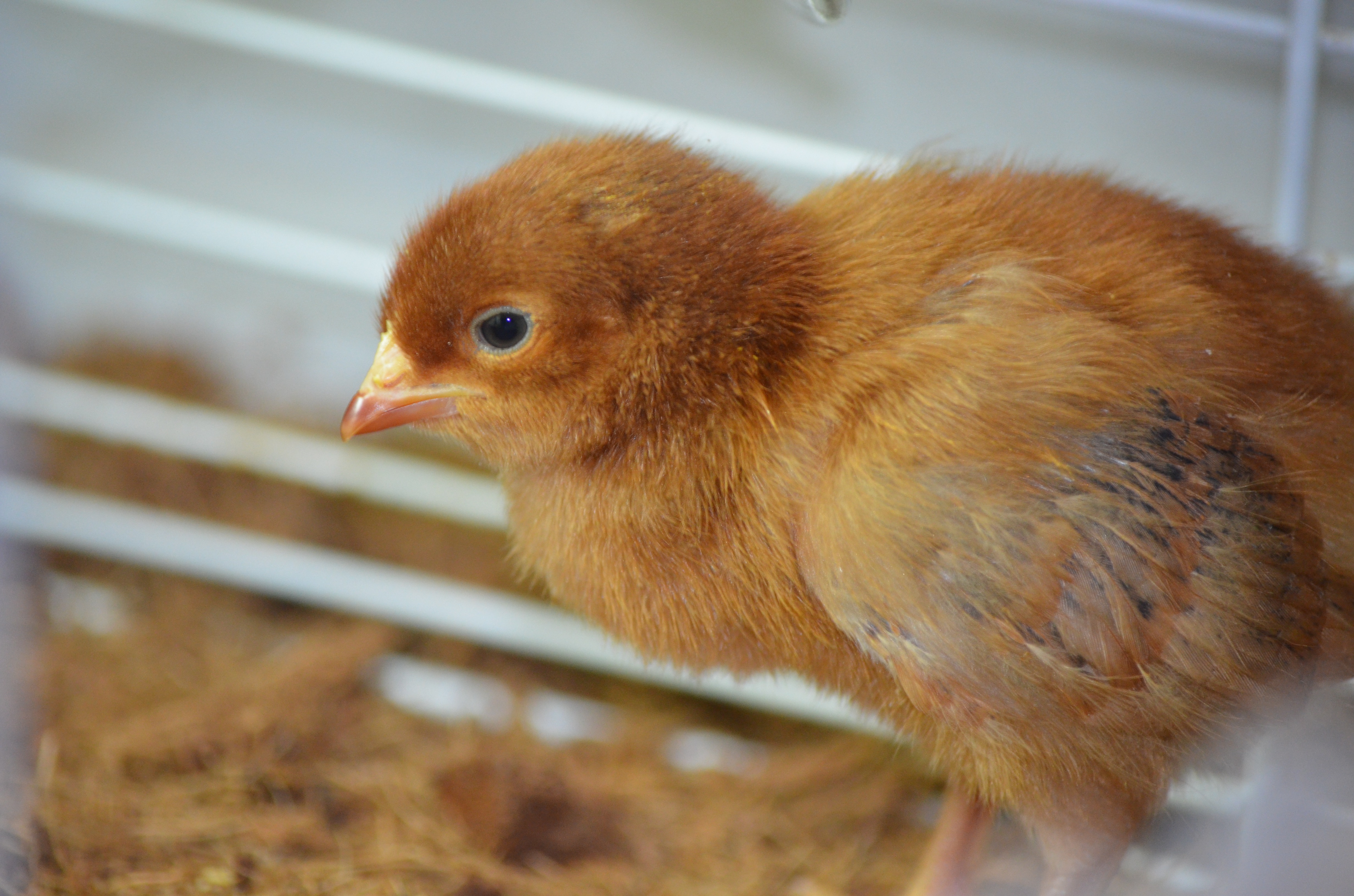 Ameraucana Chick