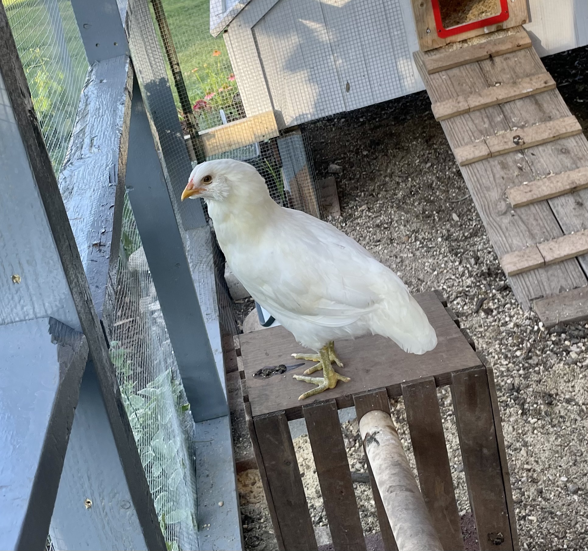 Ameraucana Easter egger pullet at 10 weeks