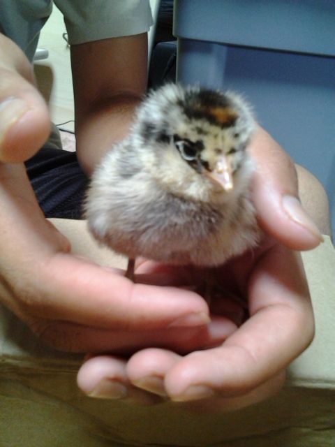 Ameraucana (EE?) chick (1 of 4) named Cream
Lost to illness as a chick