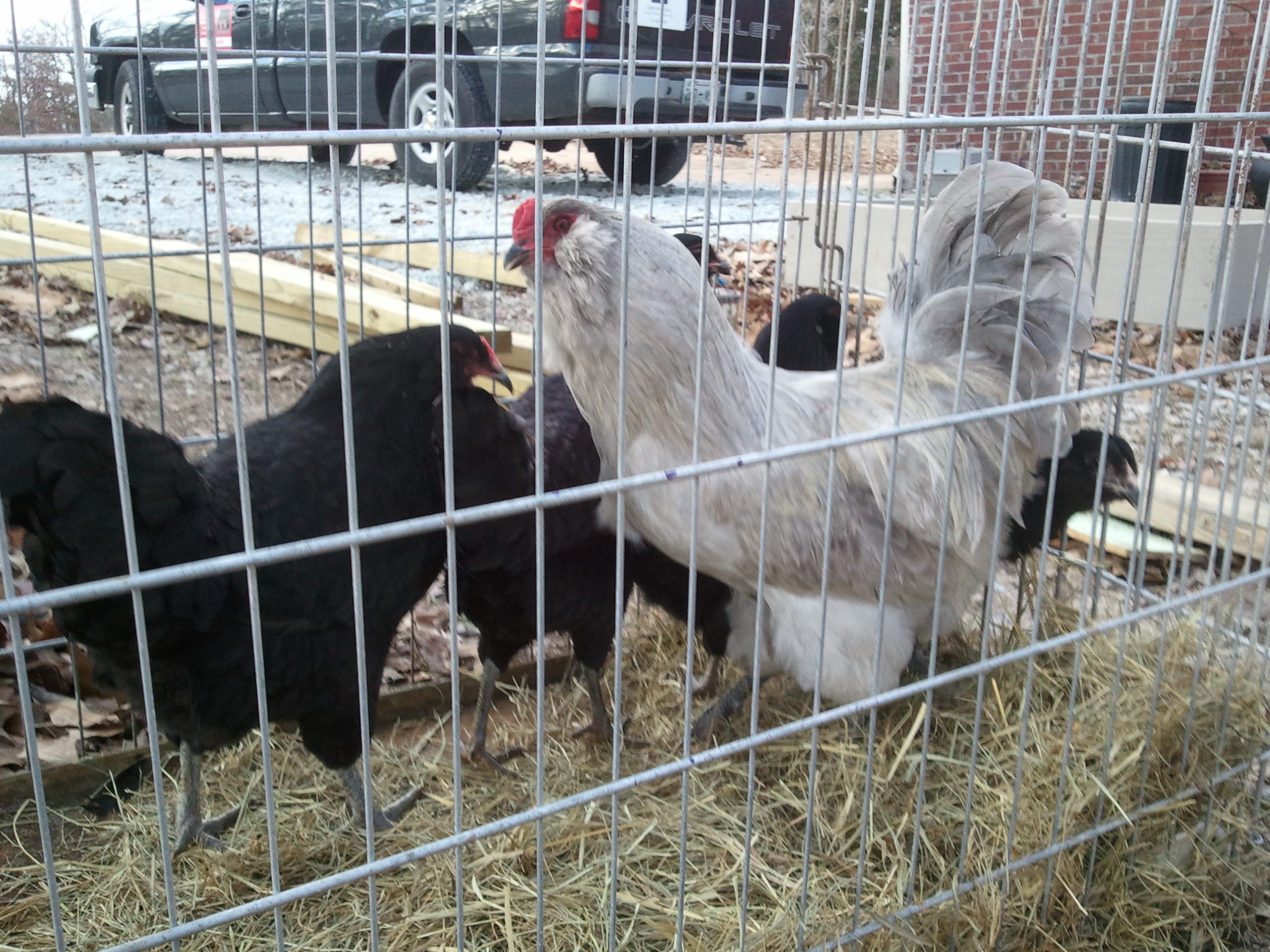 Ameraucana flock