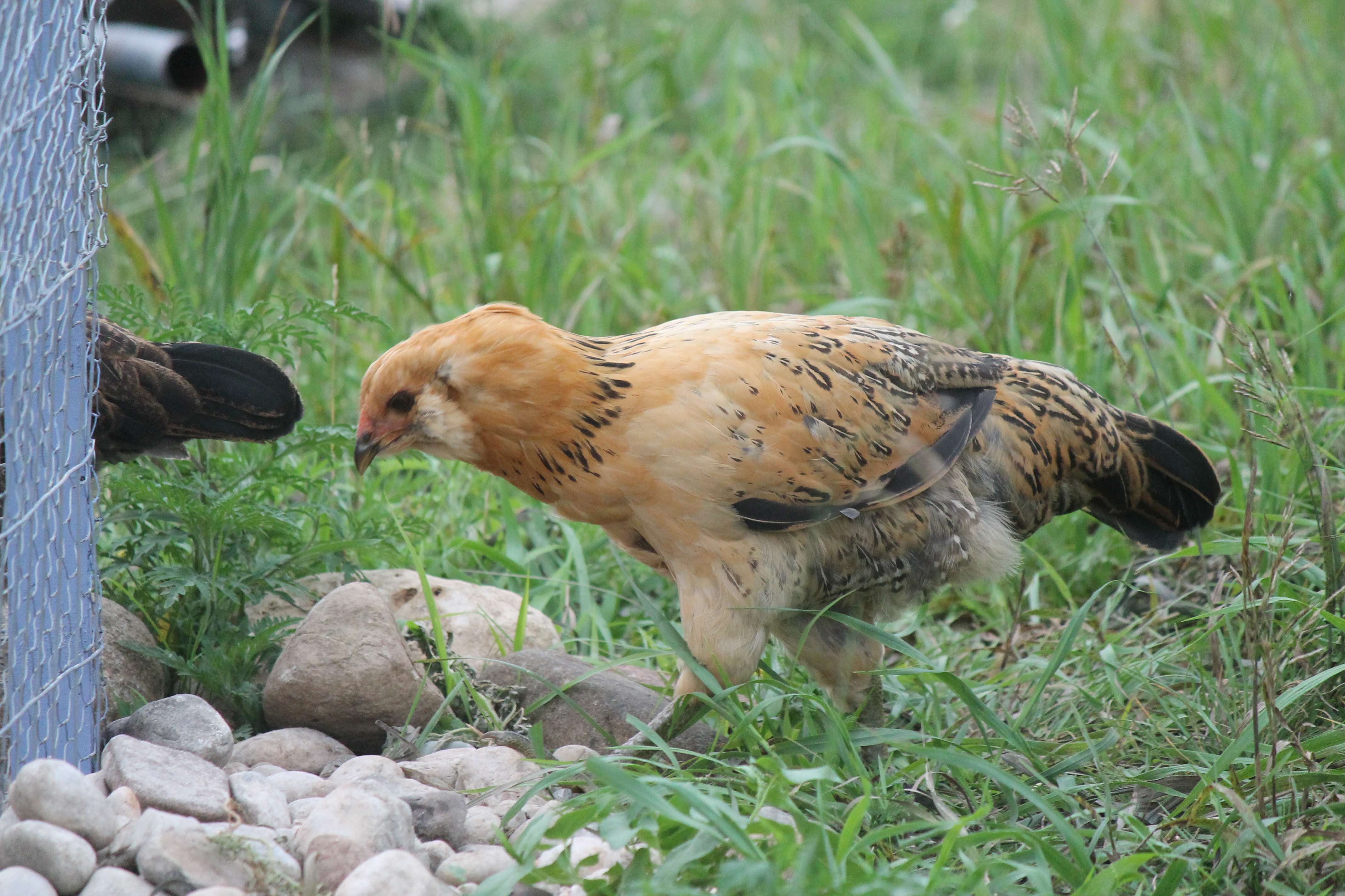 Ameraucana- Hawkie, My 18 year old daughter is afraid of this bird because she thinks its a hawk.
But it is ductile and will not go by anyone.
