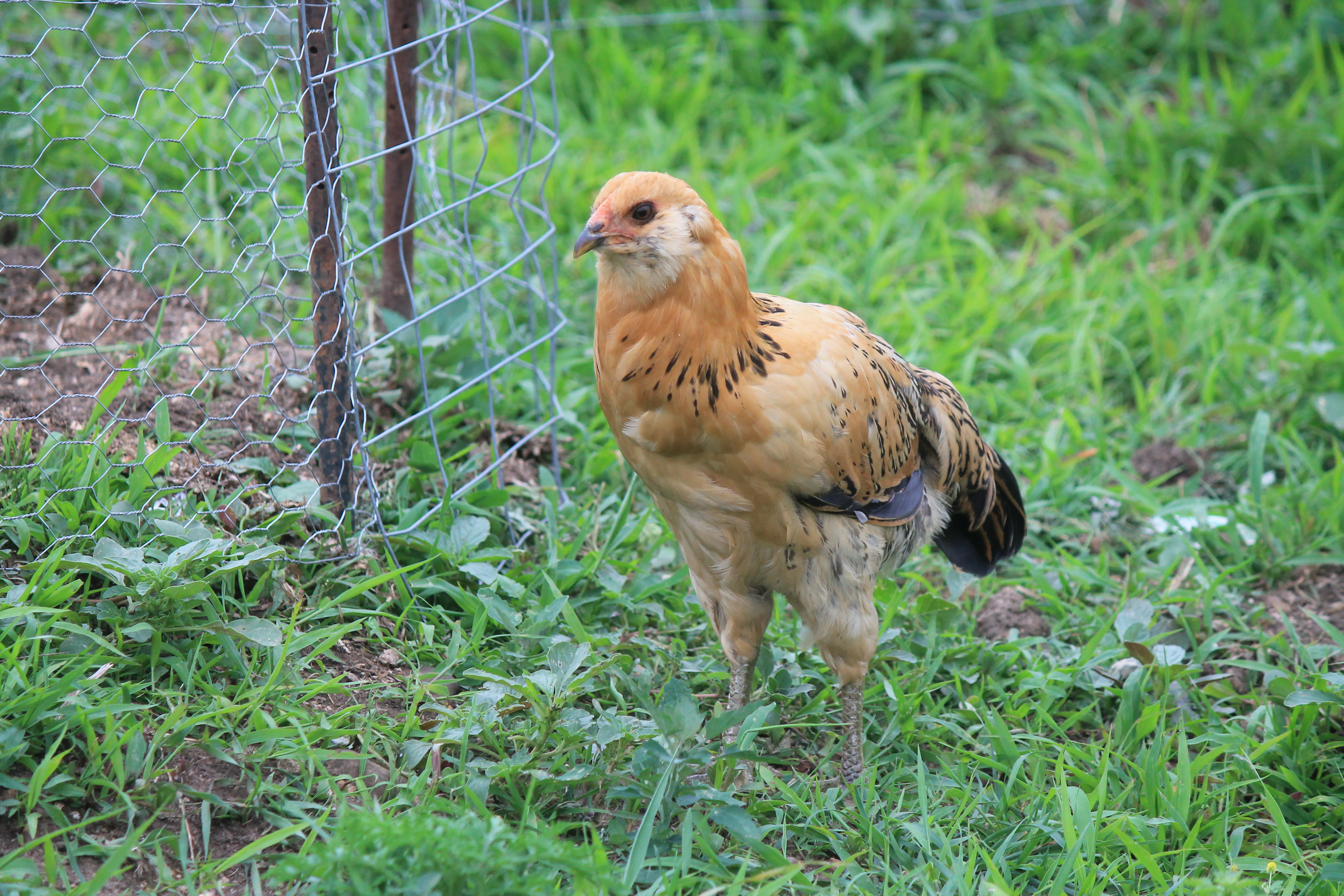 Ameraucana- Hawkie, will not come by you.