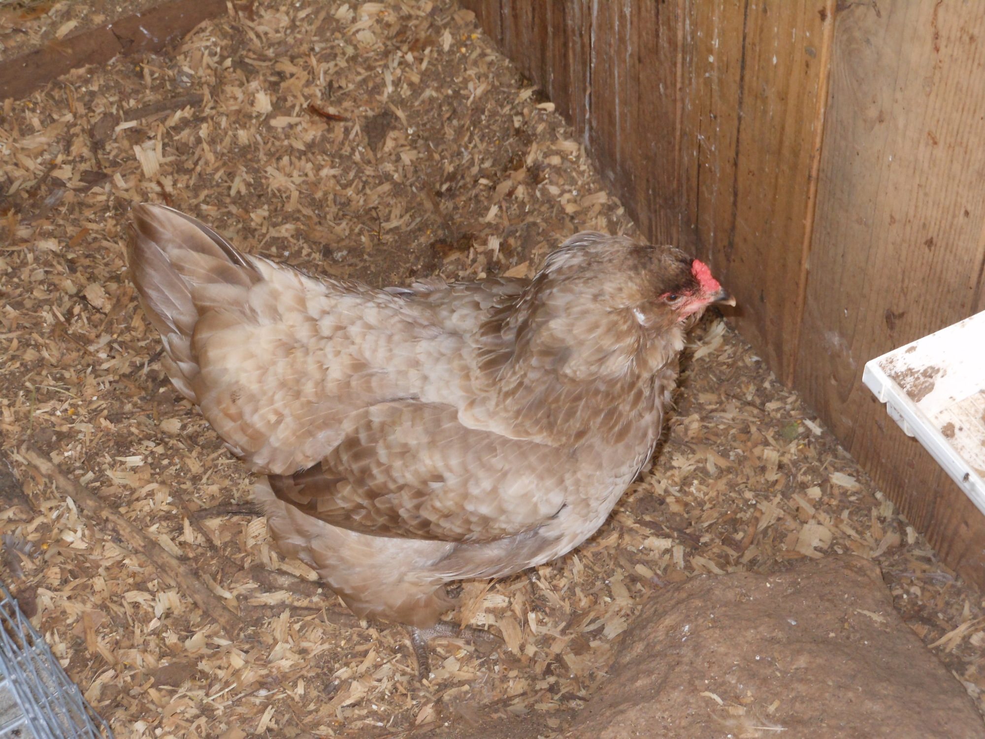 Ameraucana hen "Lanna"
