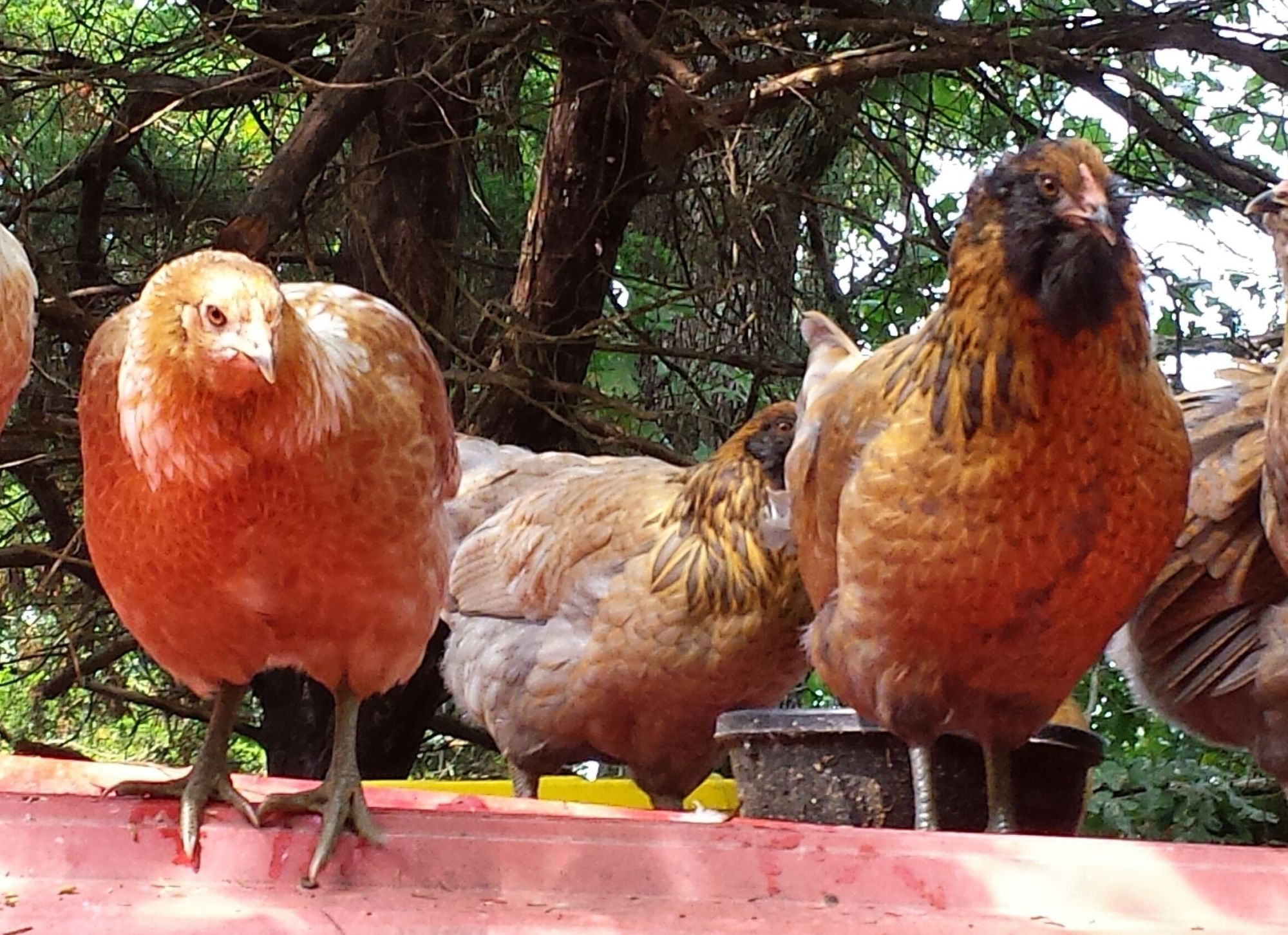 Ameraucana hens 5 months.