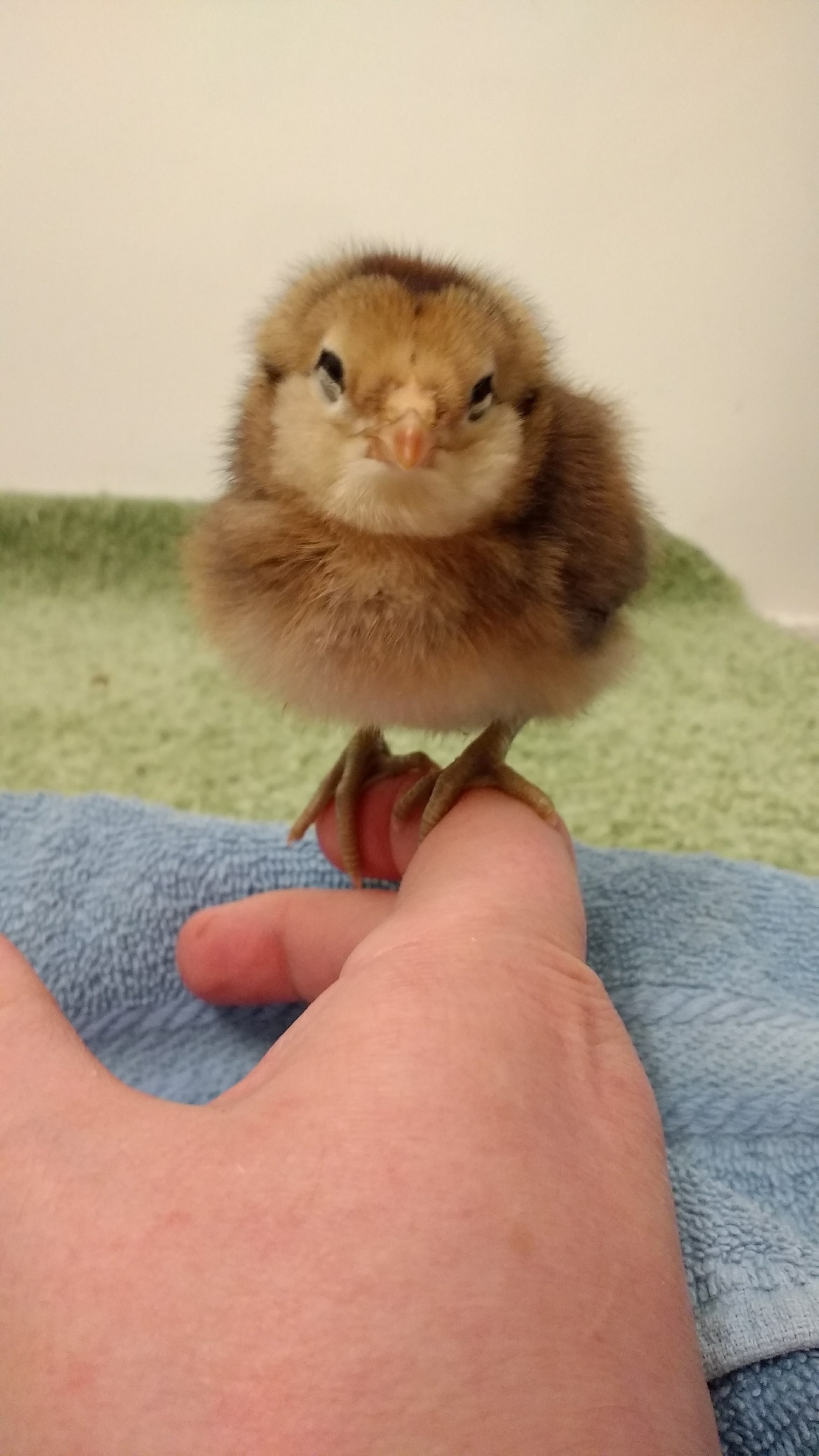 Ameraucana (I think I'm going to call her Cheeks).  She looks so proud of herself.