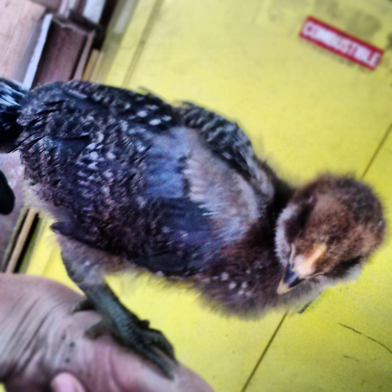 ameraucana pullet getting her feathers