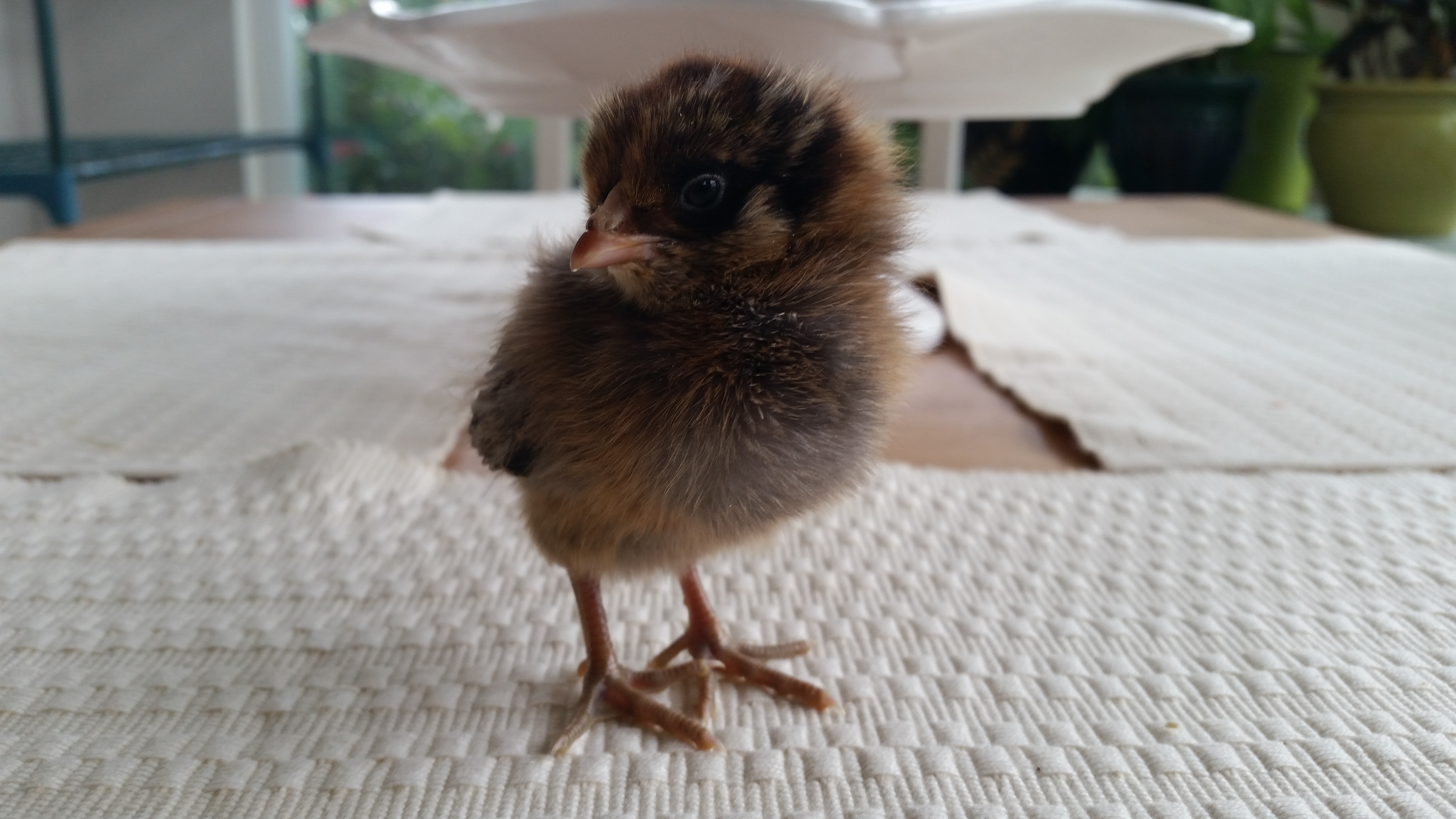 Ameraucana Pullet