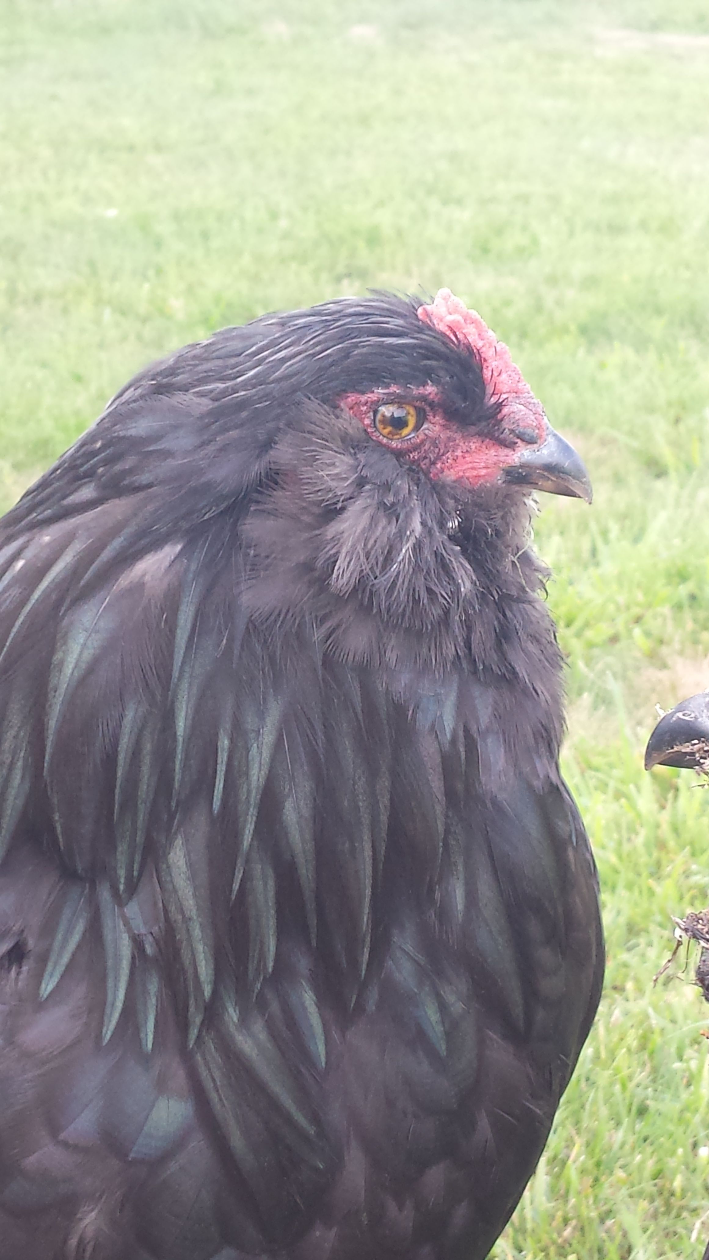 Ameraucana roo