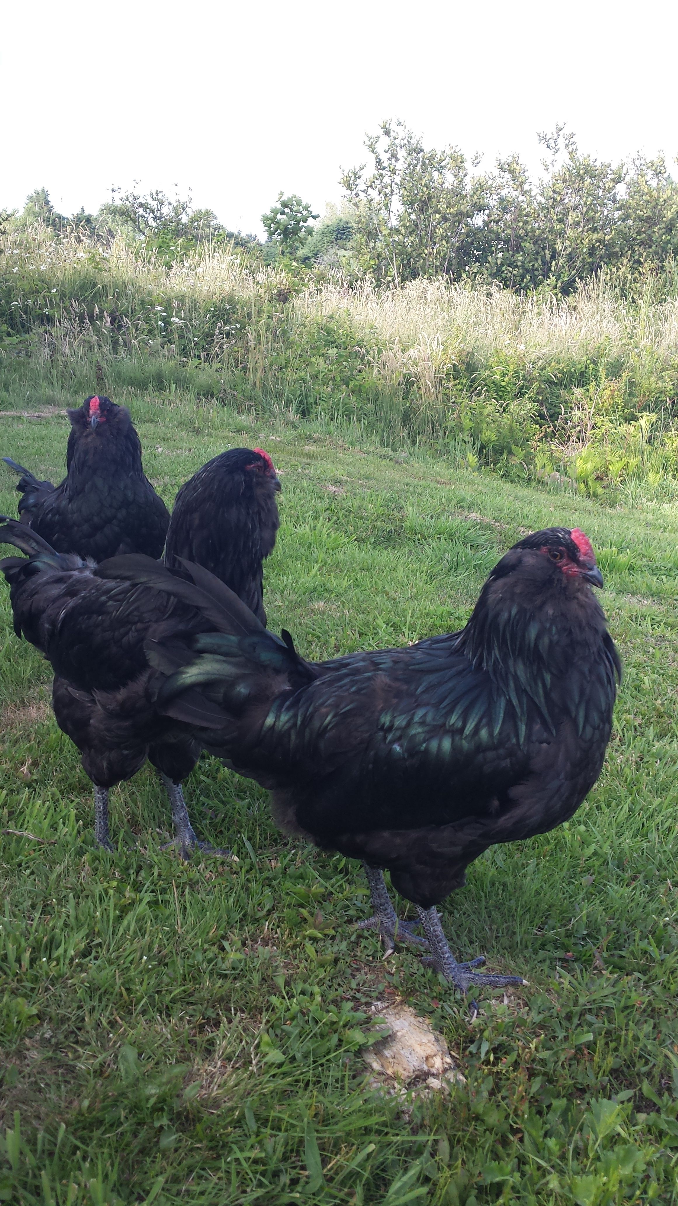 Ameraucana roos