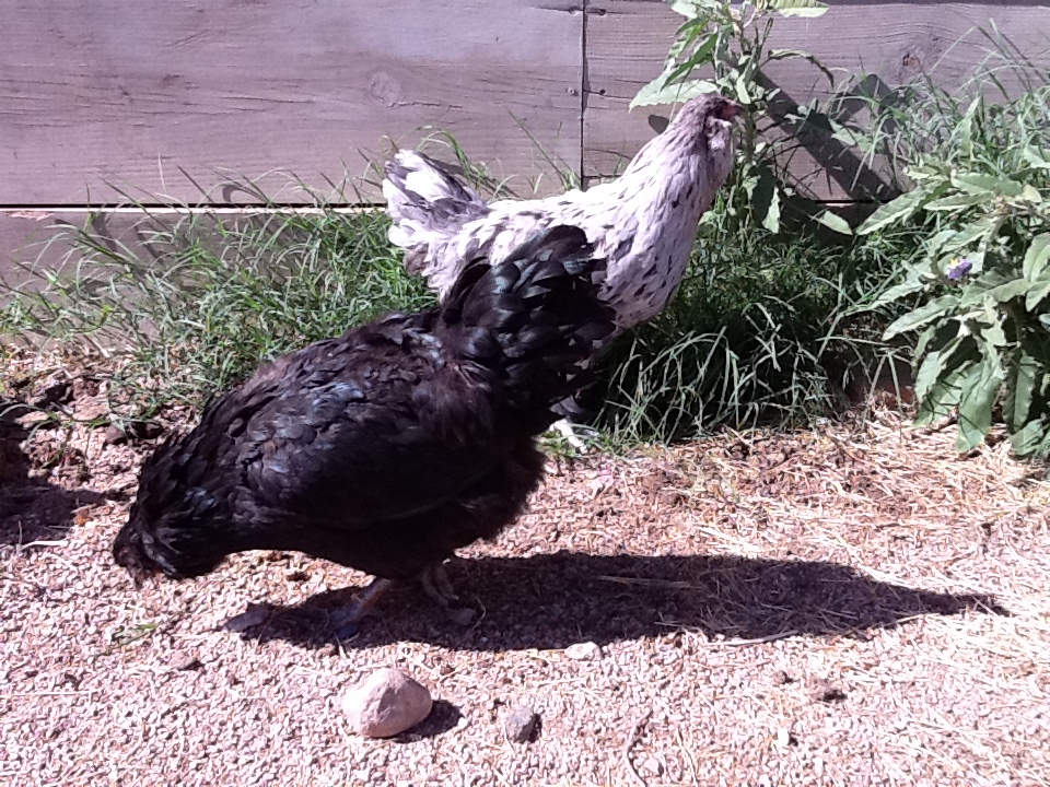 Ameraucana Splash and Black Hen