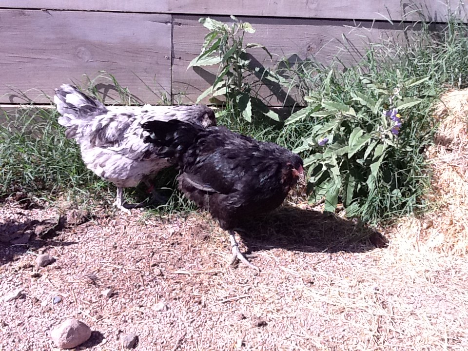 Ameraucana Splash and Black Hen