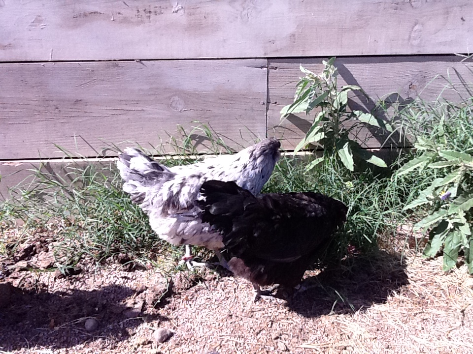 Ameraucana Splash and Black Hen