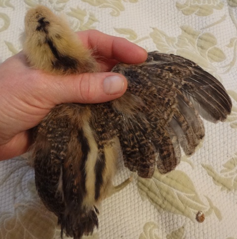 Ameraucana, StripeHead, 2 Weeks, Wing