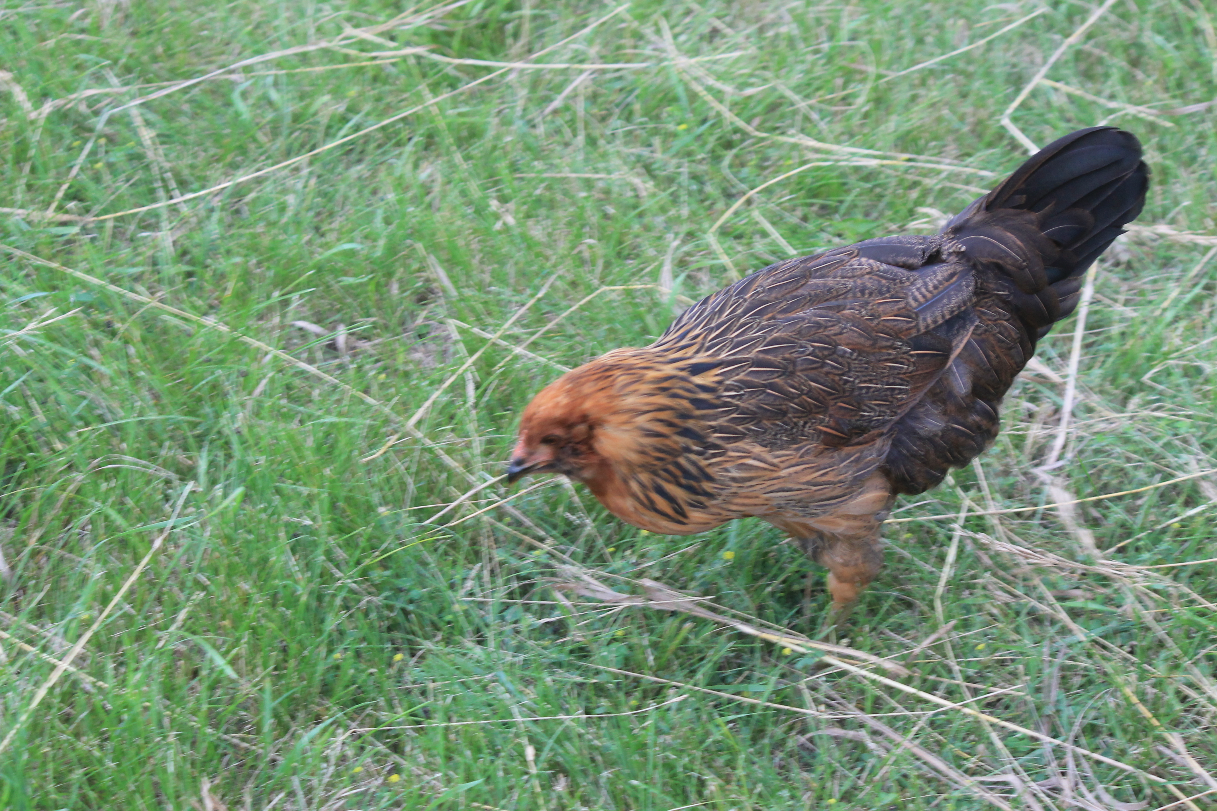 Ameraucana- This bird will follow you around and you can touch it.
It will not let you hold it or pet it.  It is very jumpy.  It was the first chicken to lay eggs- green/blue.
