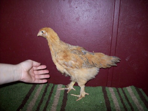 Amerecauna X standard buff Cochin mix, 7+ wks old. Very huge compared to any of my other birds. Even bigger than the purebred Amerecaunas hatched same day.