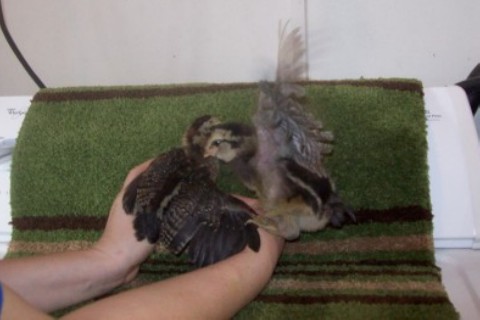 Amerecaunas, 3 wks old