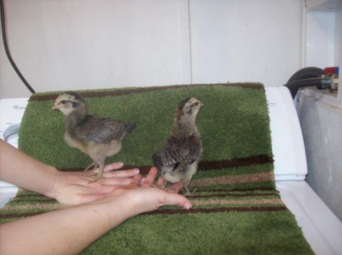 Amerecaunas, 3 wks old