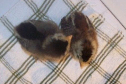 Amerecaunas (Easter Eggers) 1 1/2 wks old