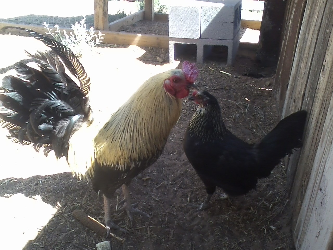 American Game Bantams