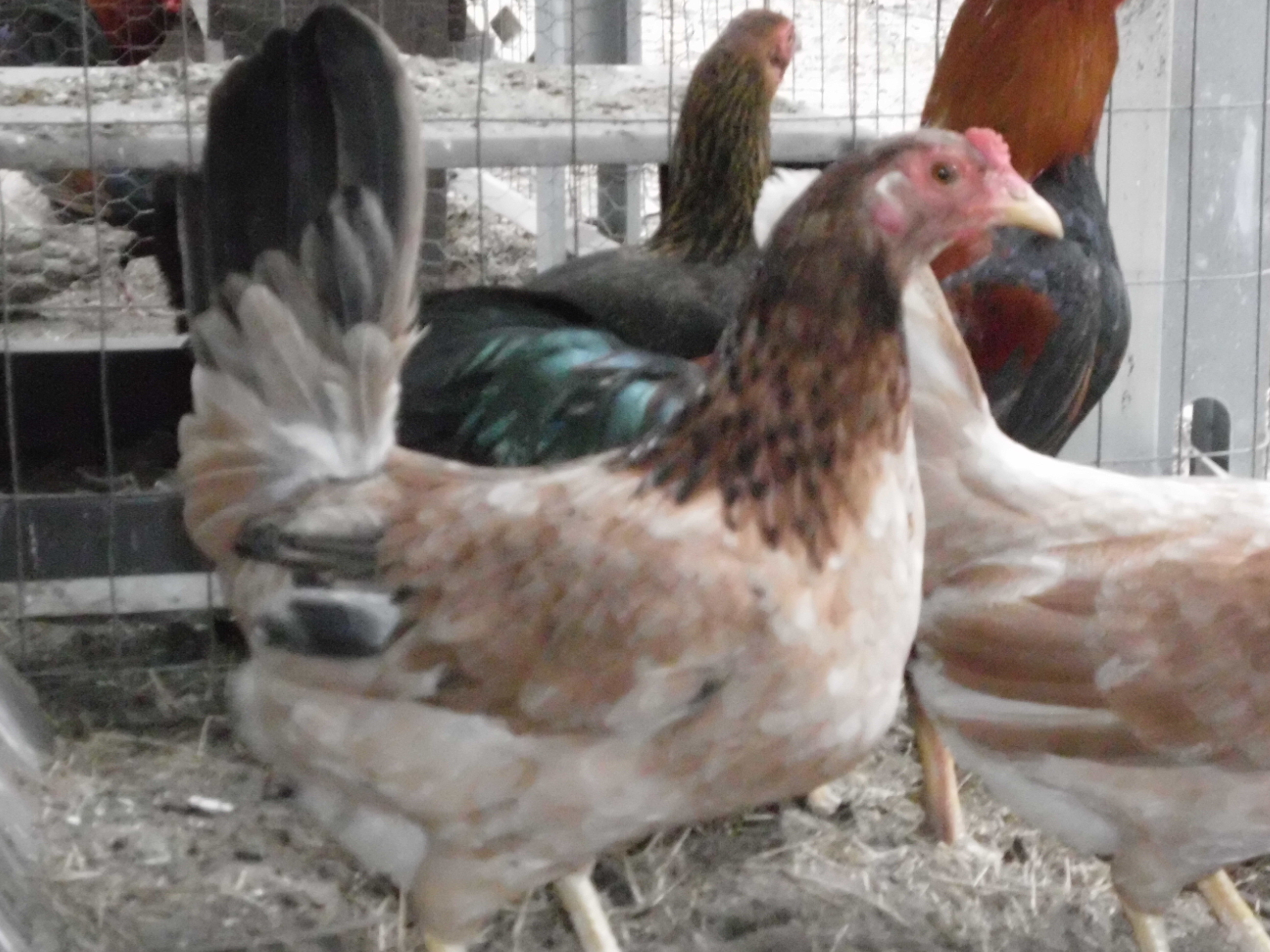 american game Hatch hen