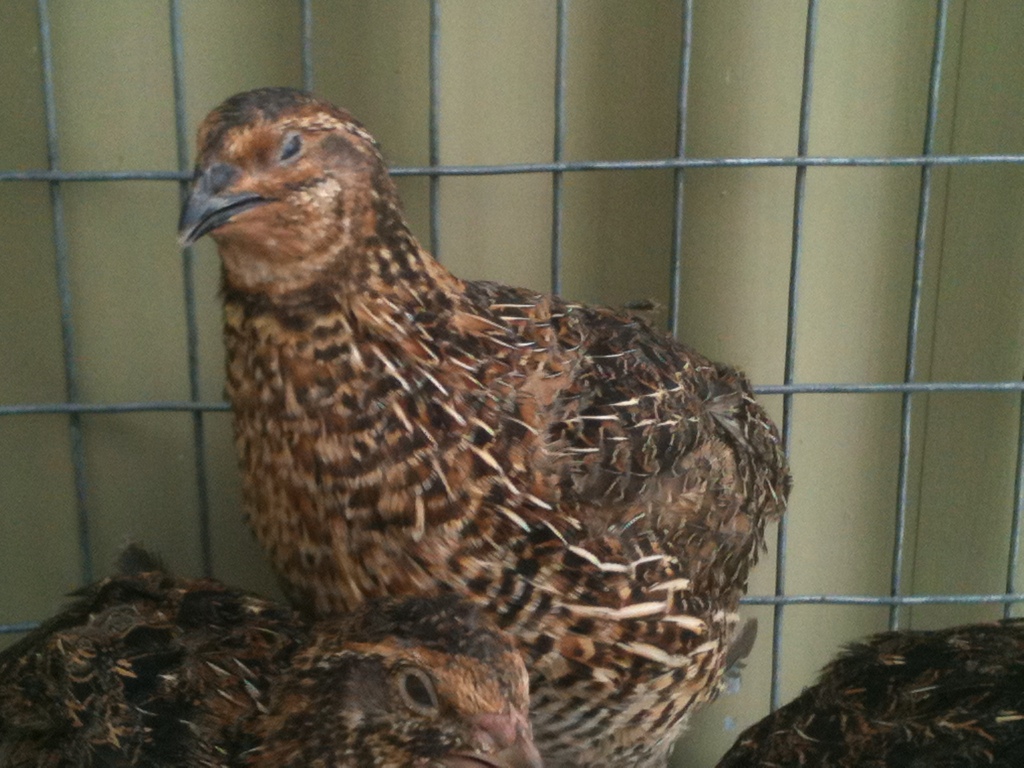 American Pharaoh - young male