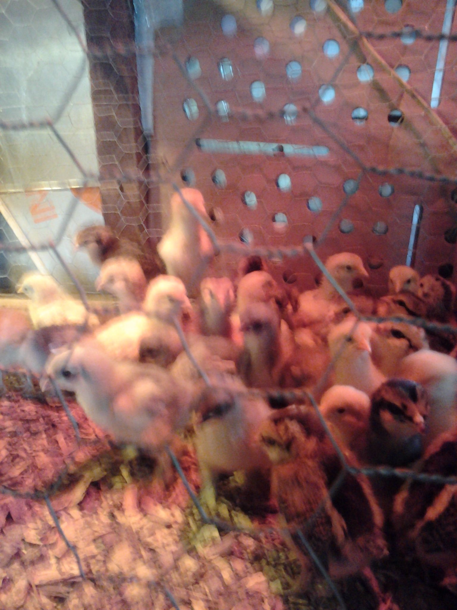 americana and buff orphanton