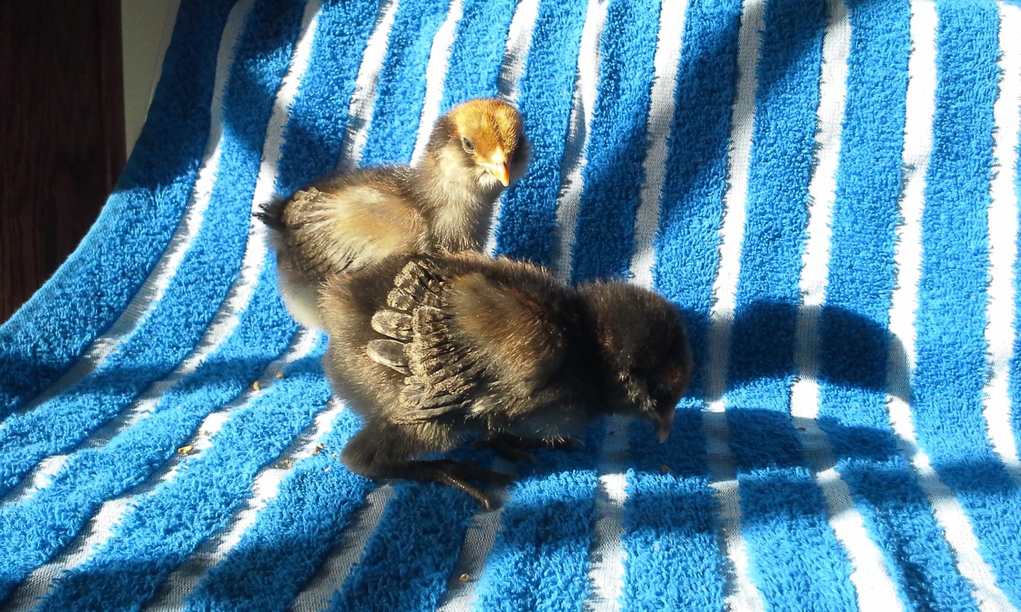 americana (hopefully pullets)