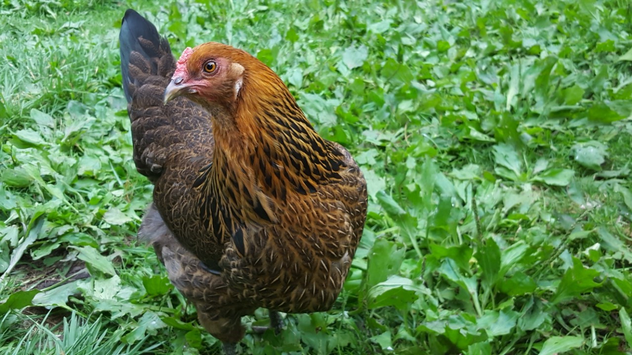 Americana, lays light green eggs, 20 weeks
