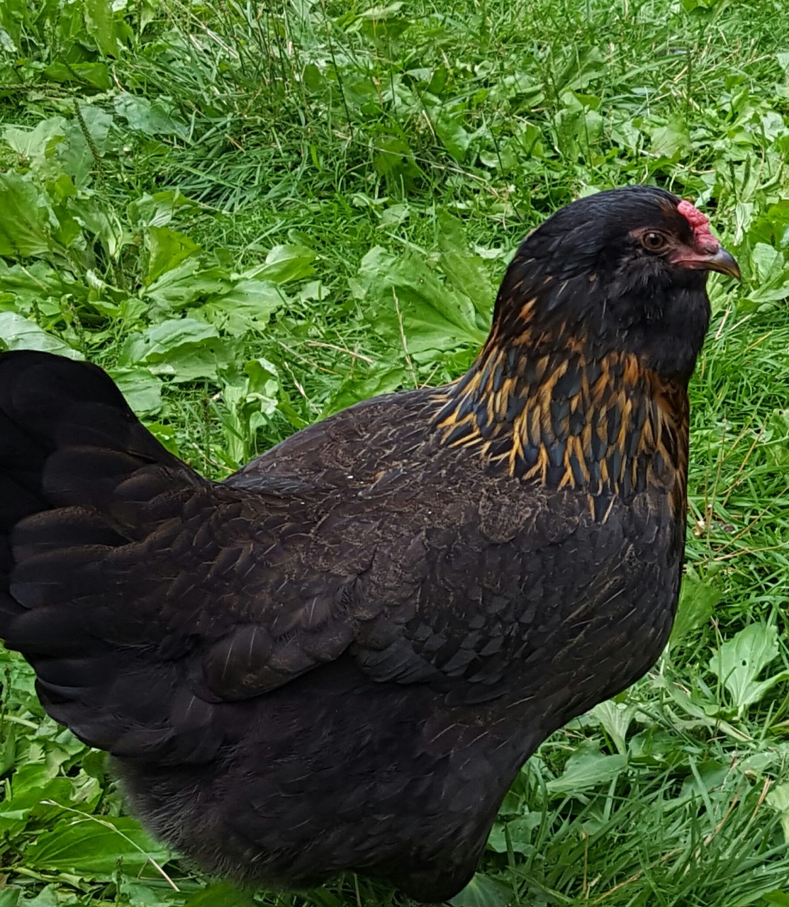 Americana, lays light green eggs, 20 weeks