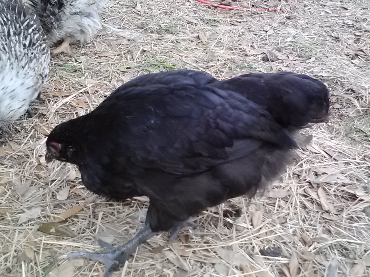 Americana rooster (maybe)+ Rhode Island Red (maybe)