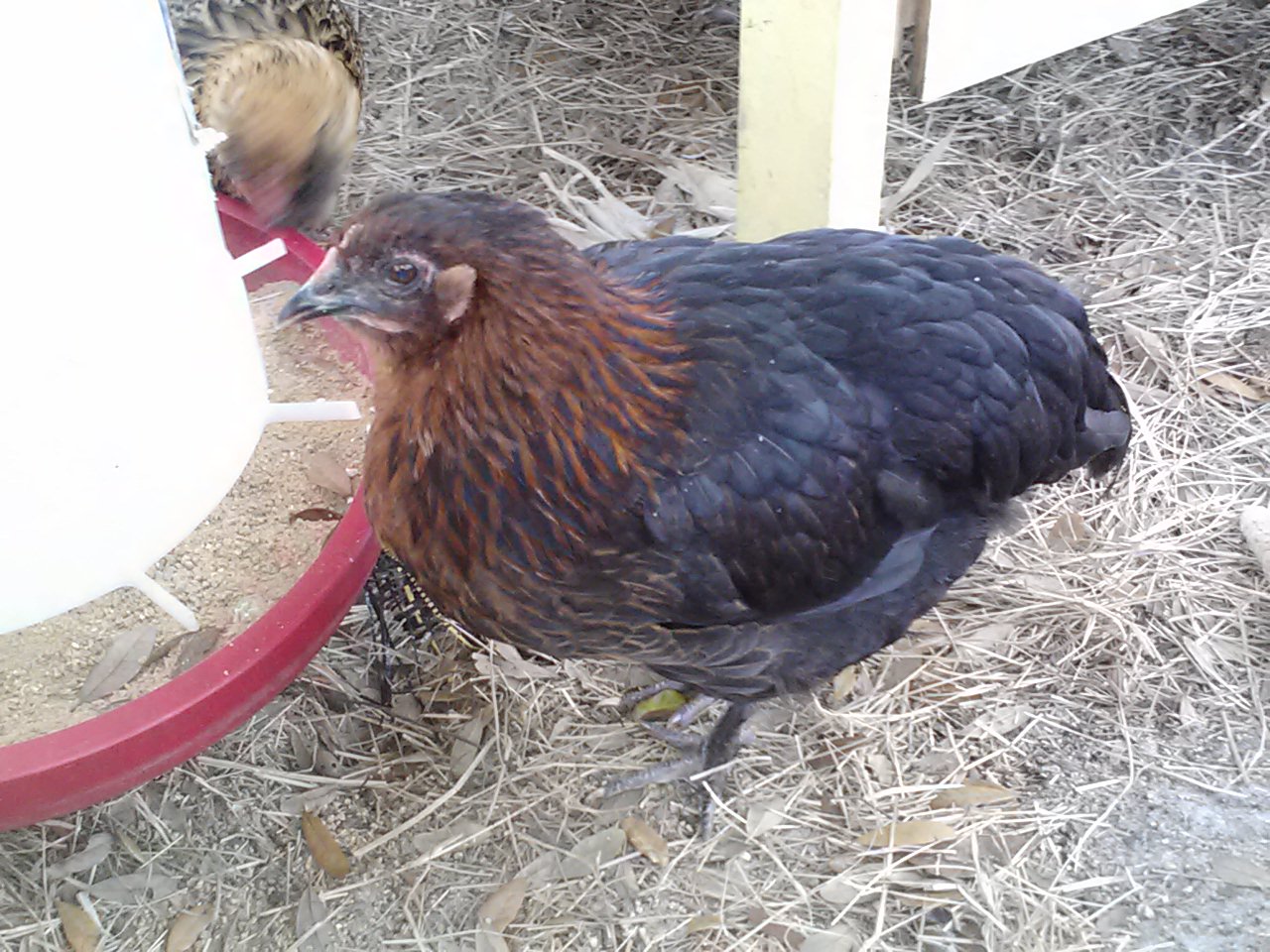 Americana Rooster (maybe) + Rhode Island Red (maybe)