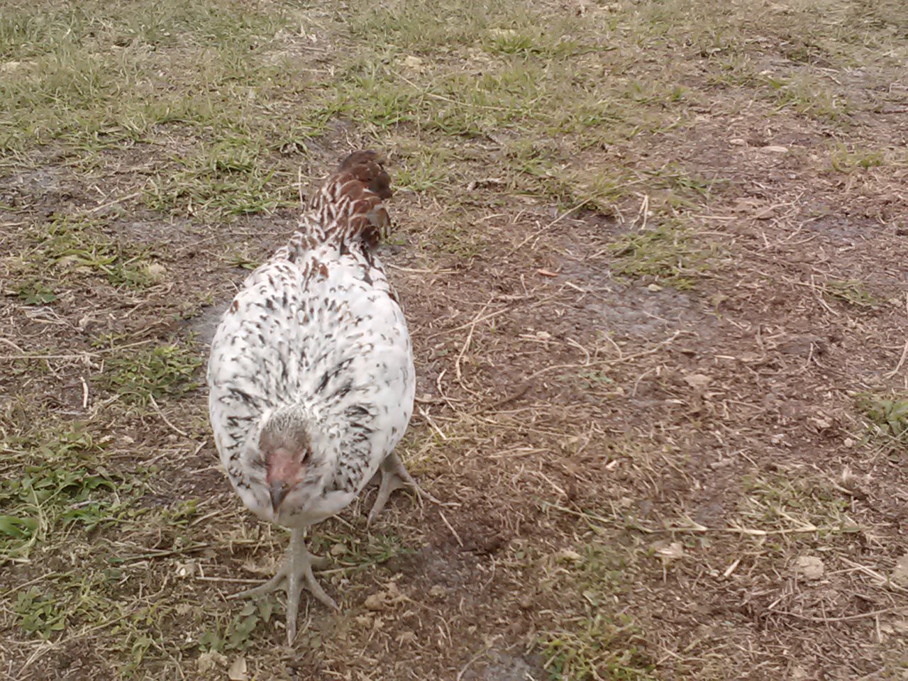 Americana Rooster + Polish hen