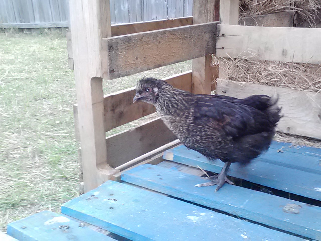 Americana rooster + Polish Hen