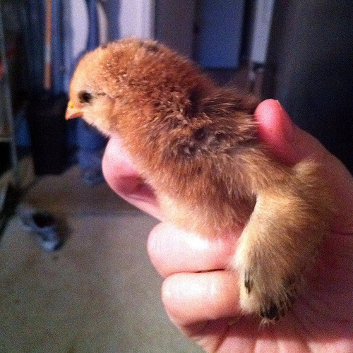 Americauna 2 weeks old