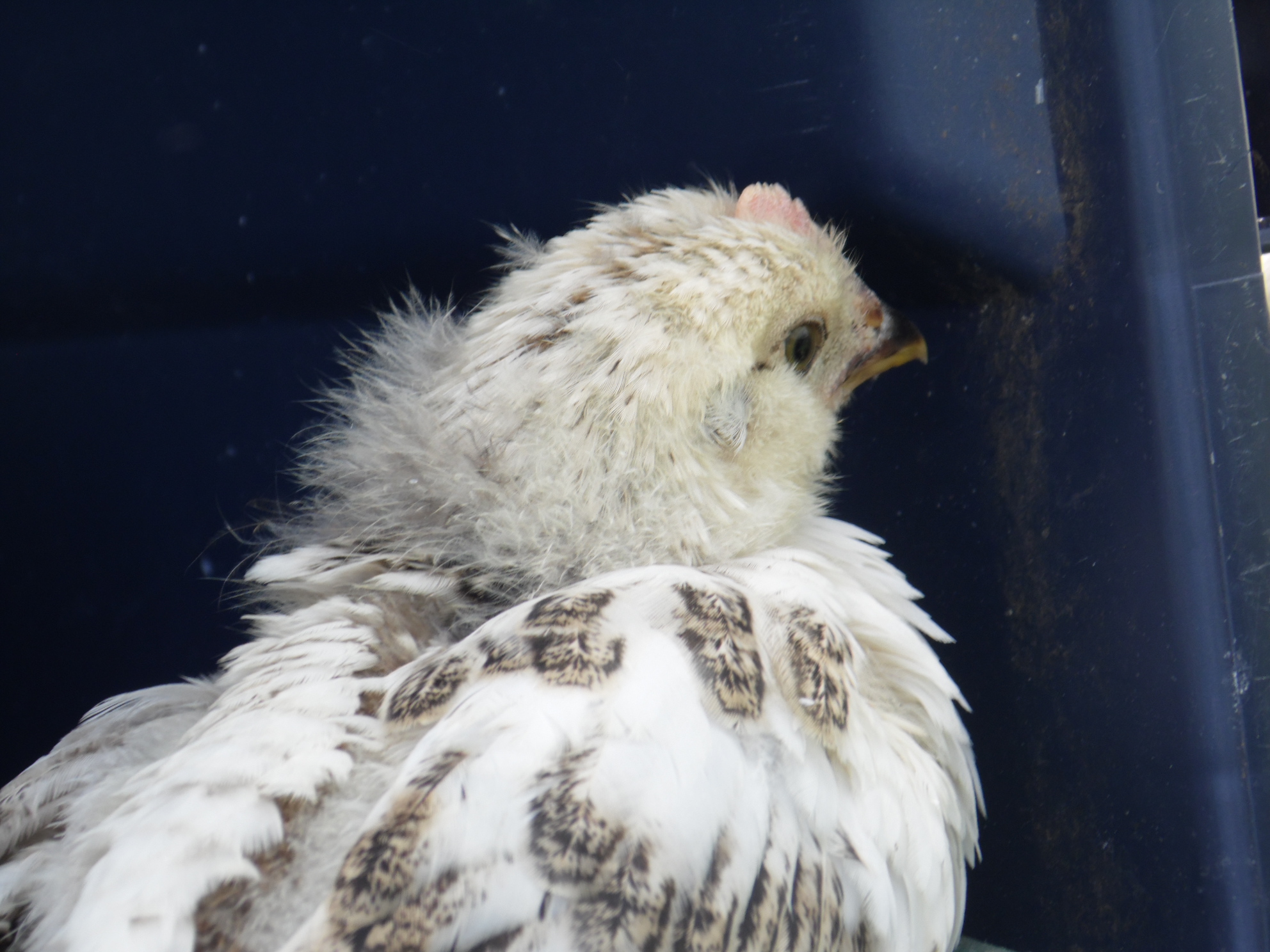 Americauna/ Cuckoo Merans/ Black copper (Opal)