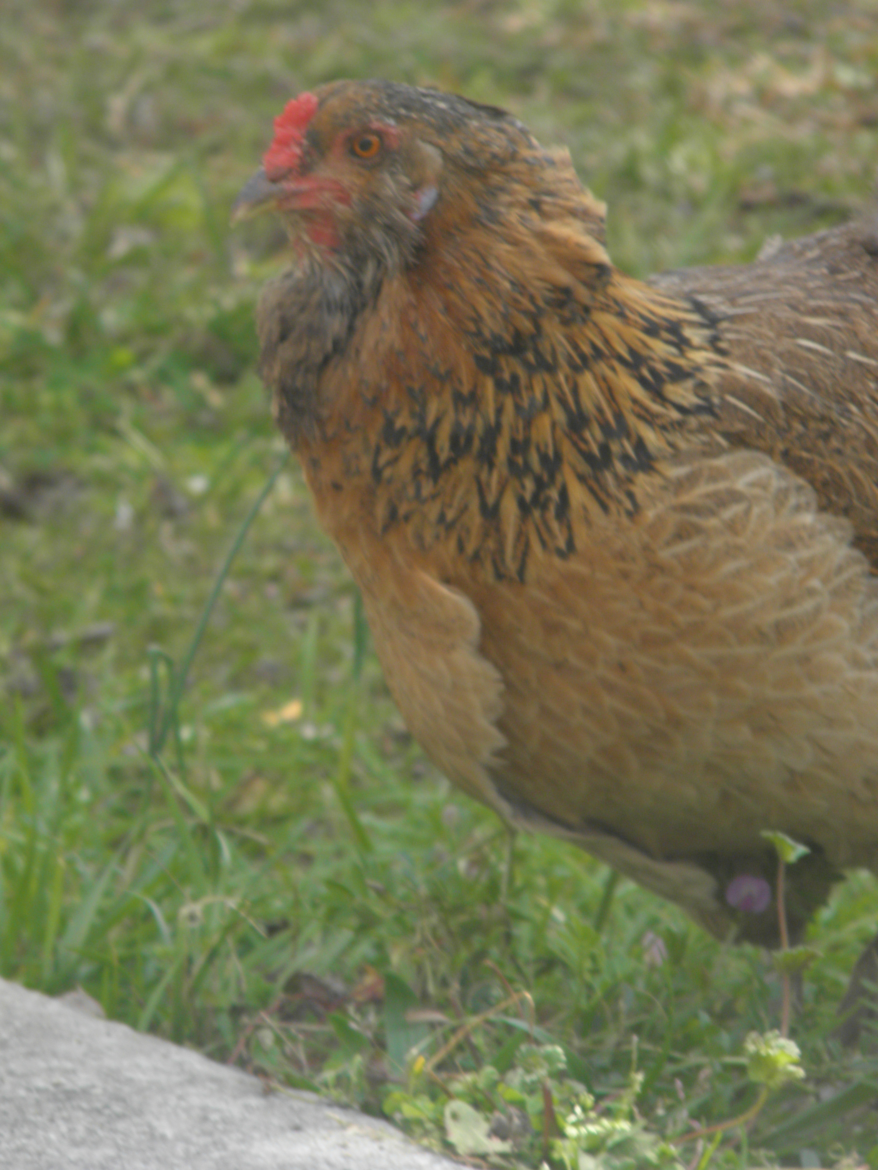 Americauna hen